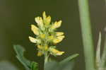 Indian sweetclover